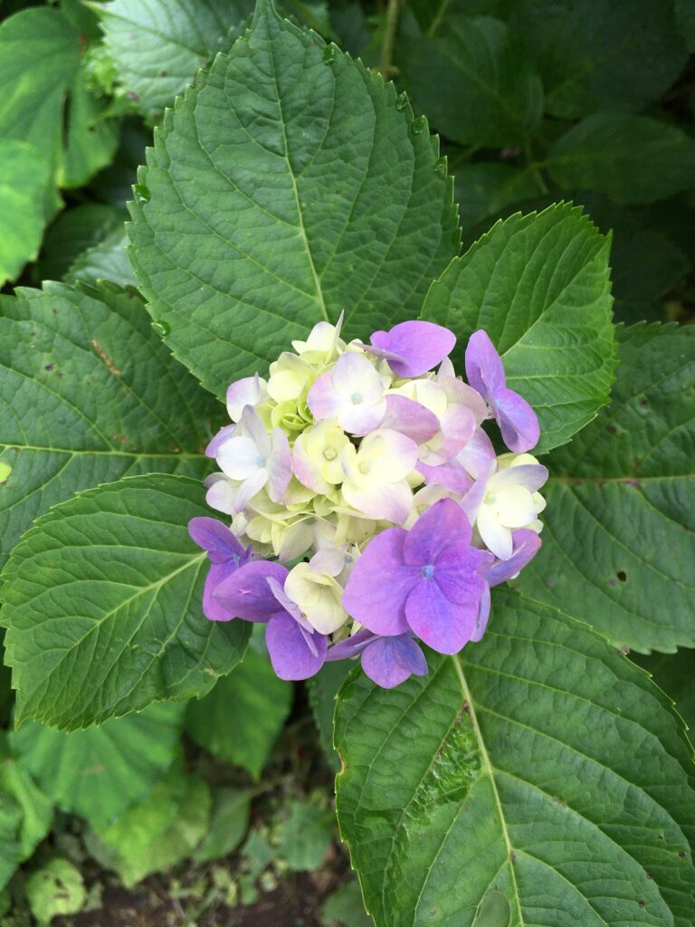 払沢の滝へ