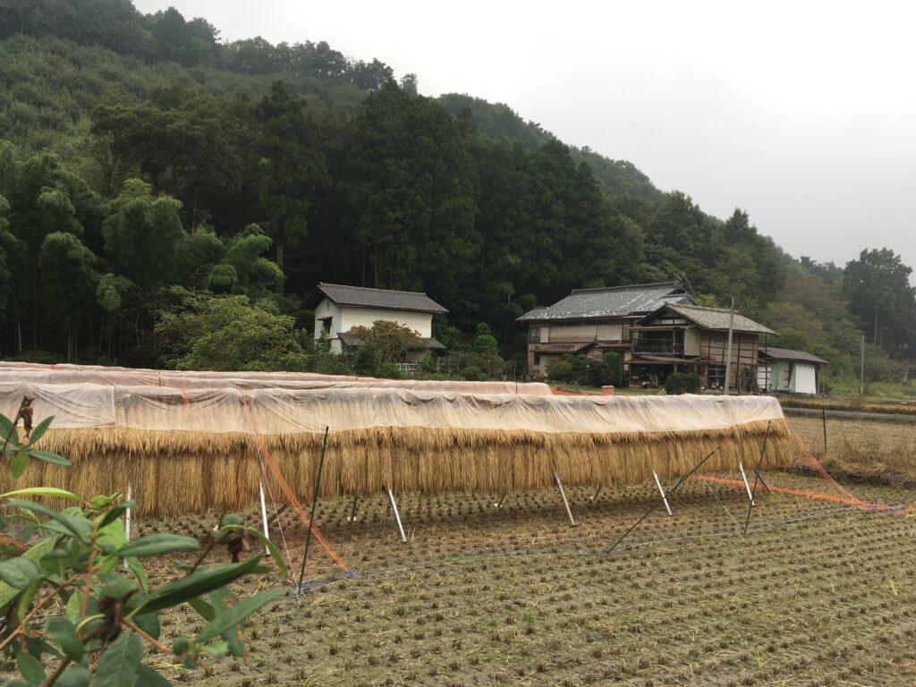 寶登山(宝登山)登山へ