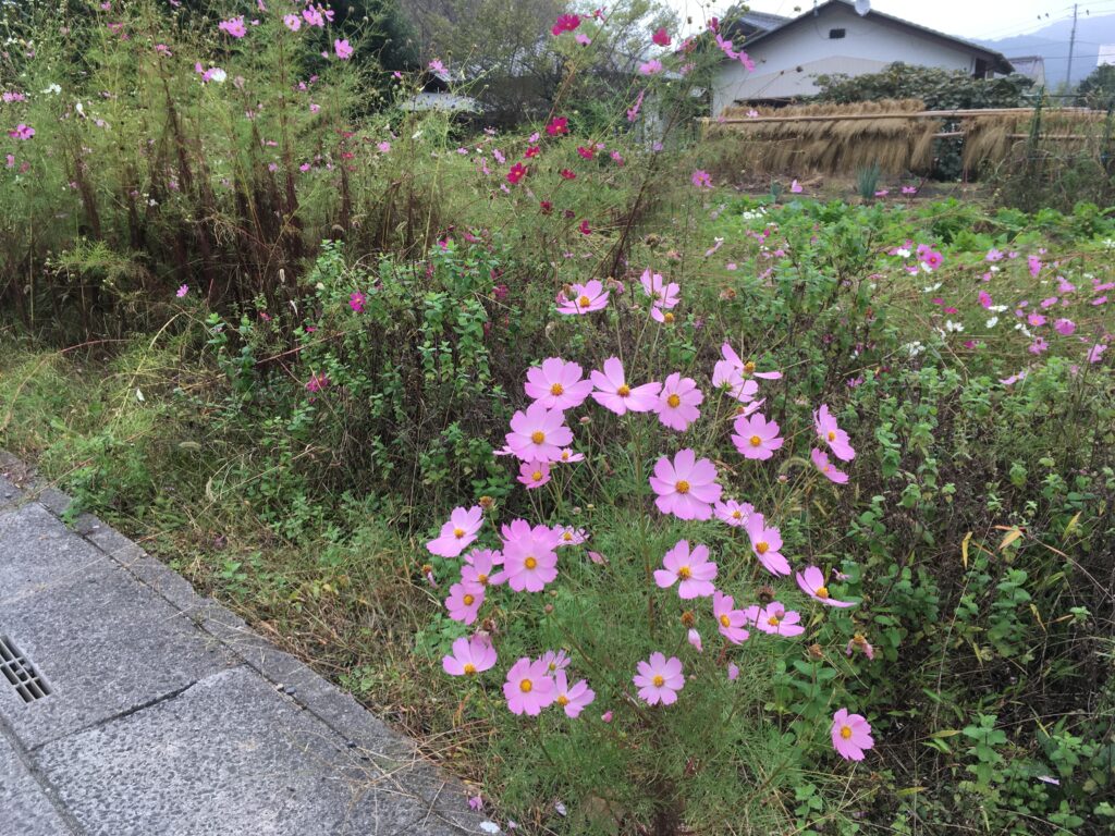 寶登山(宝登山)登山へ