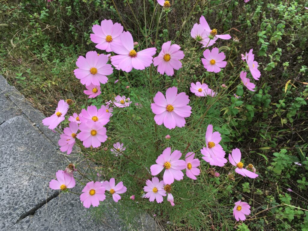 寶登山(宝登山)登山へ