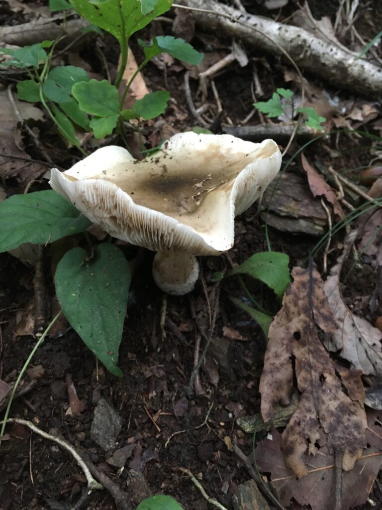 寶登山(宝登山)登山中に発見したキノコ