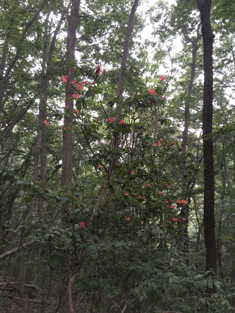 寶登山(宝登山)登山