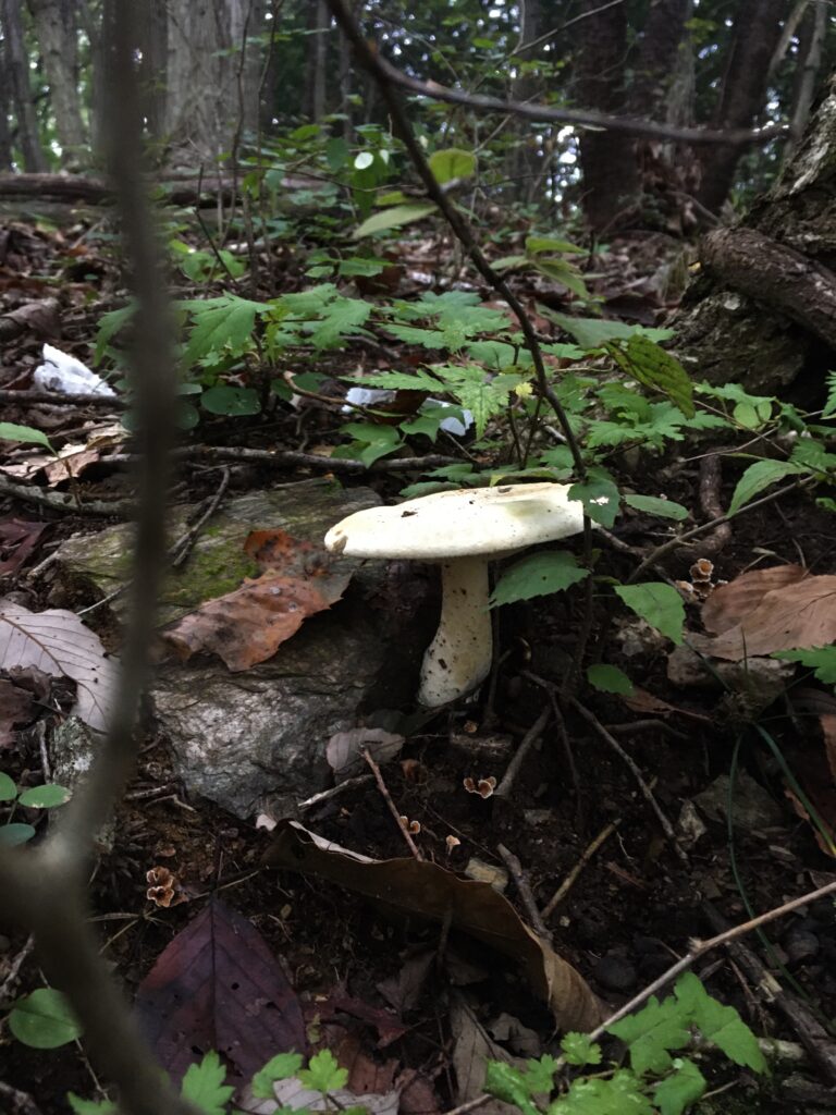 寶登山(宝登山)登山に見つけたキノコ