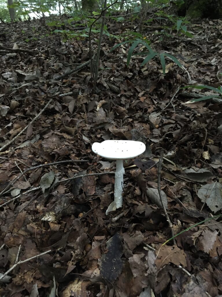 寶登山(宝登山)登山中にみつけたキノコ