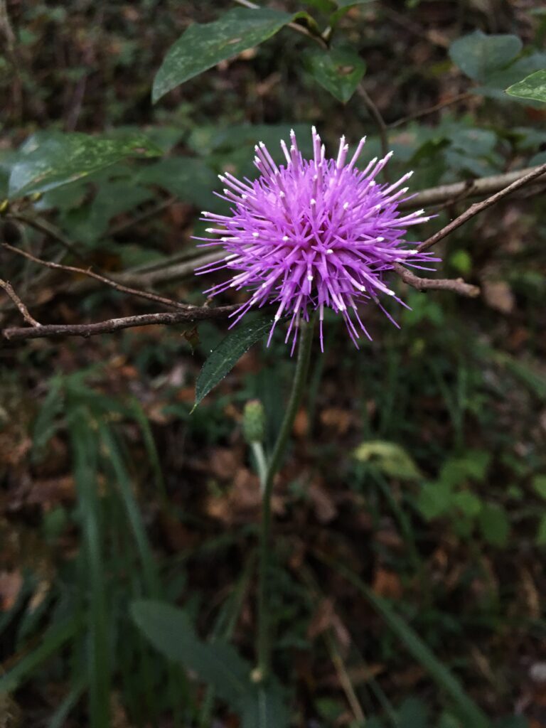 寶登山(宝登山)登山中のアザミ