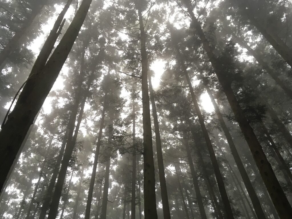 寶登山(宝登山)登山