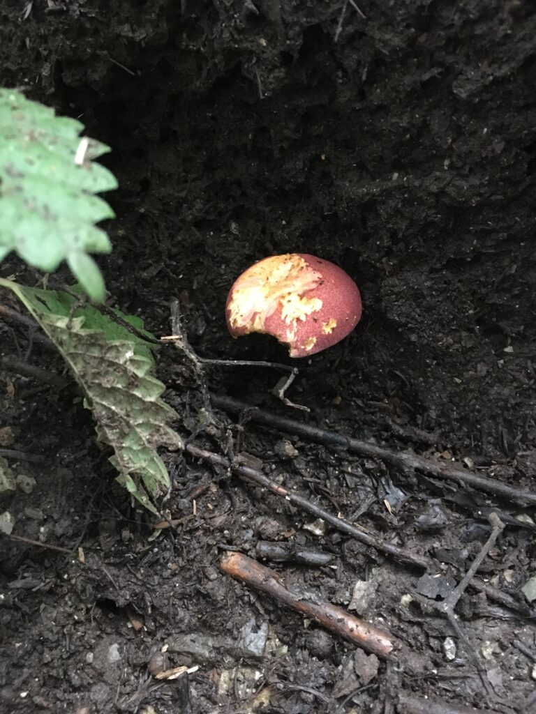 寶登山(宝登山)登山 毒キノコ注意