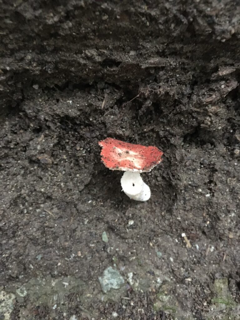 寶登山(宝登山)登山 毒キノコ注意
