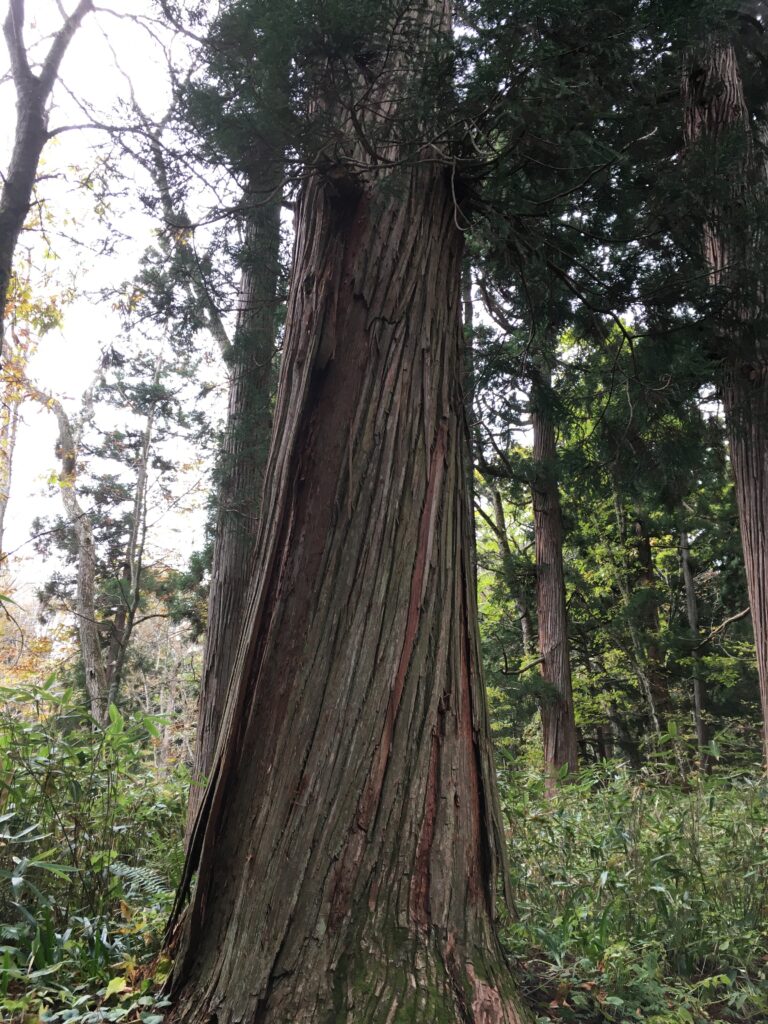 戸隠神社