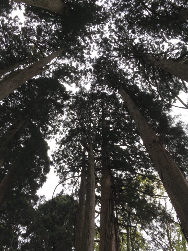 戸隠神社