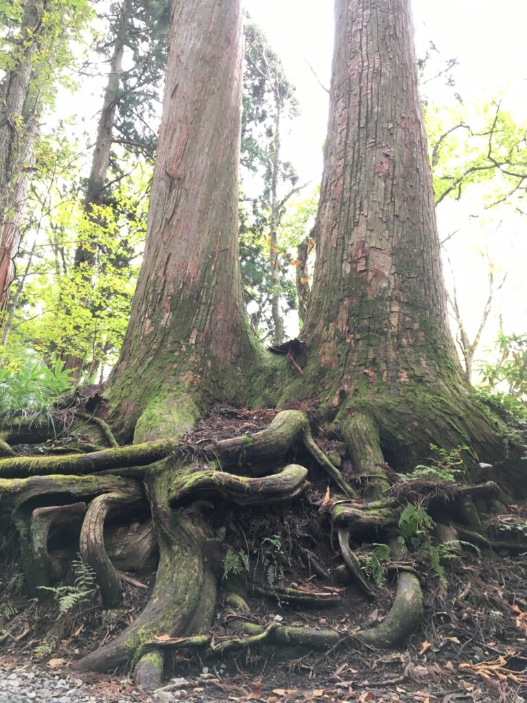 戸隠神社 九頭龍社へ