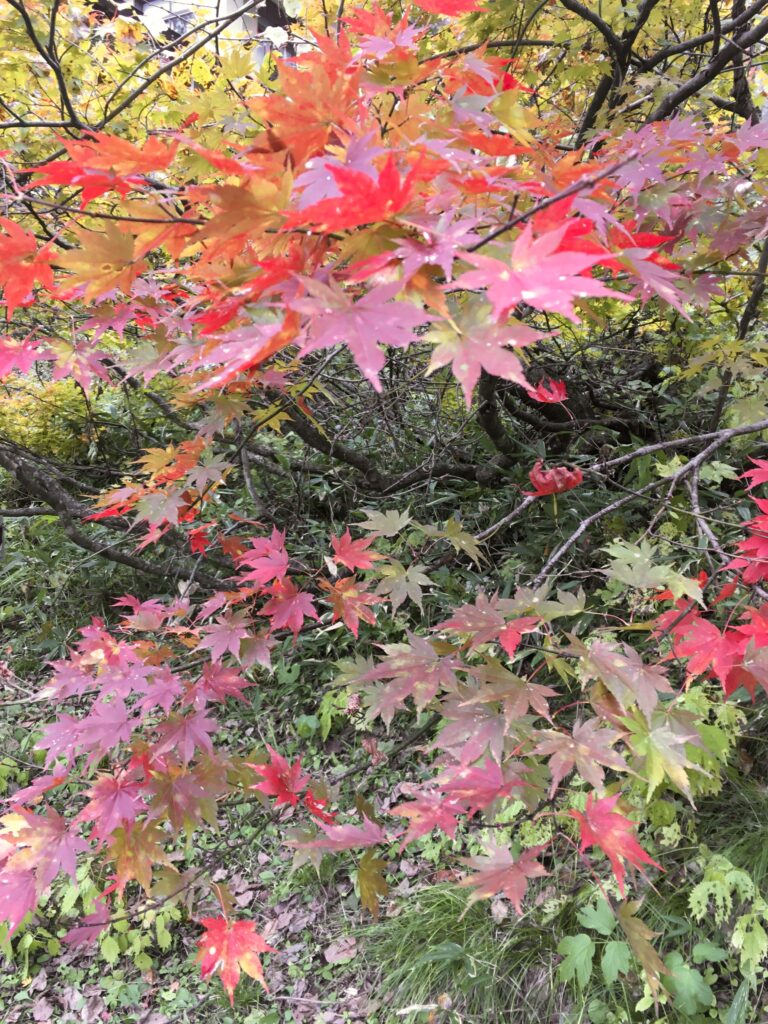 戸隠神社 九頭龍社へ