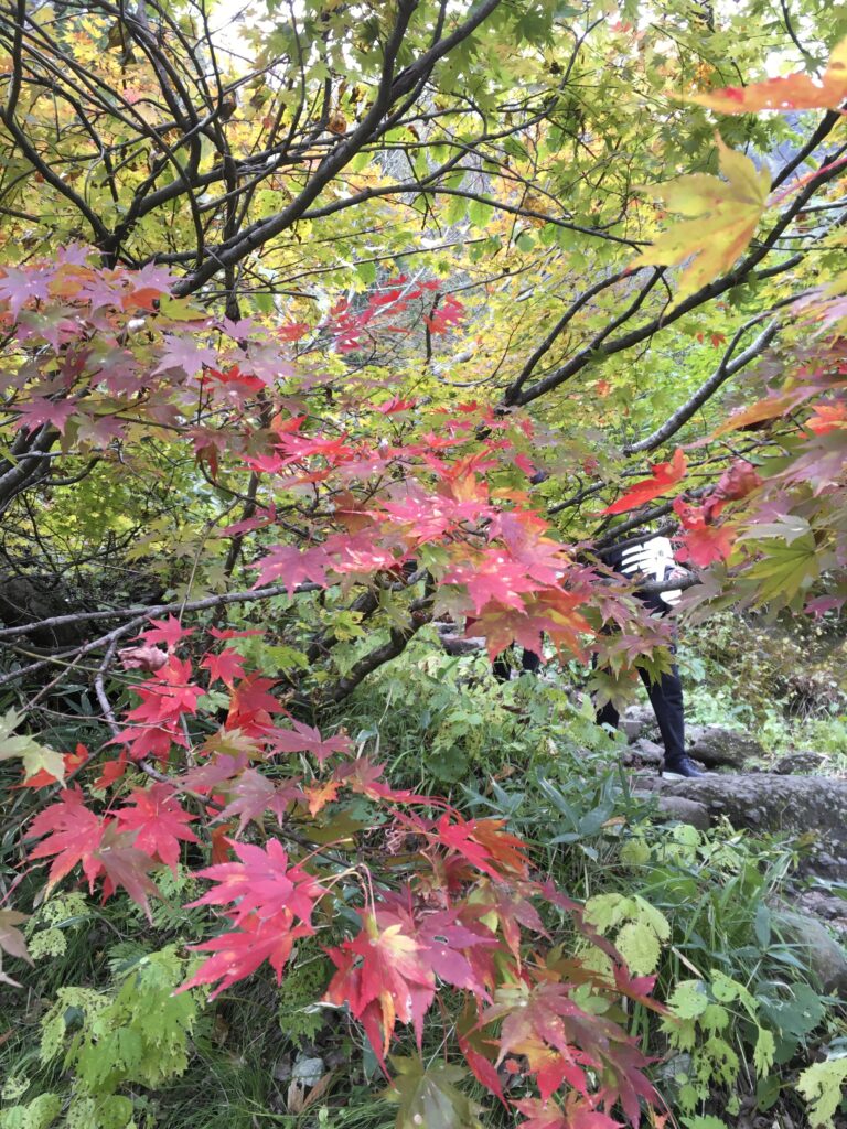 戸隠神社 九頭龍社へ