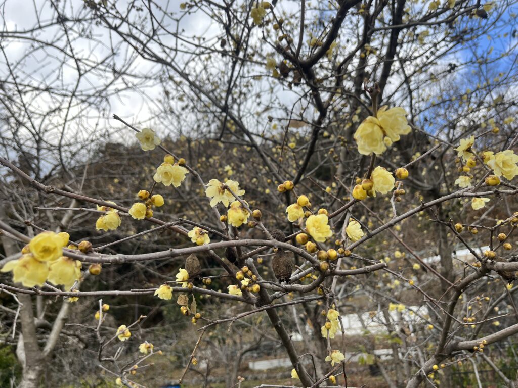 蝋梅