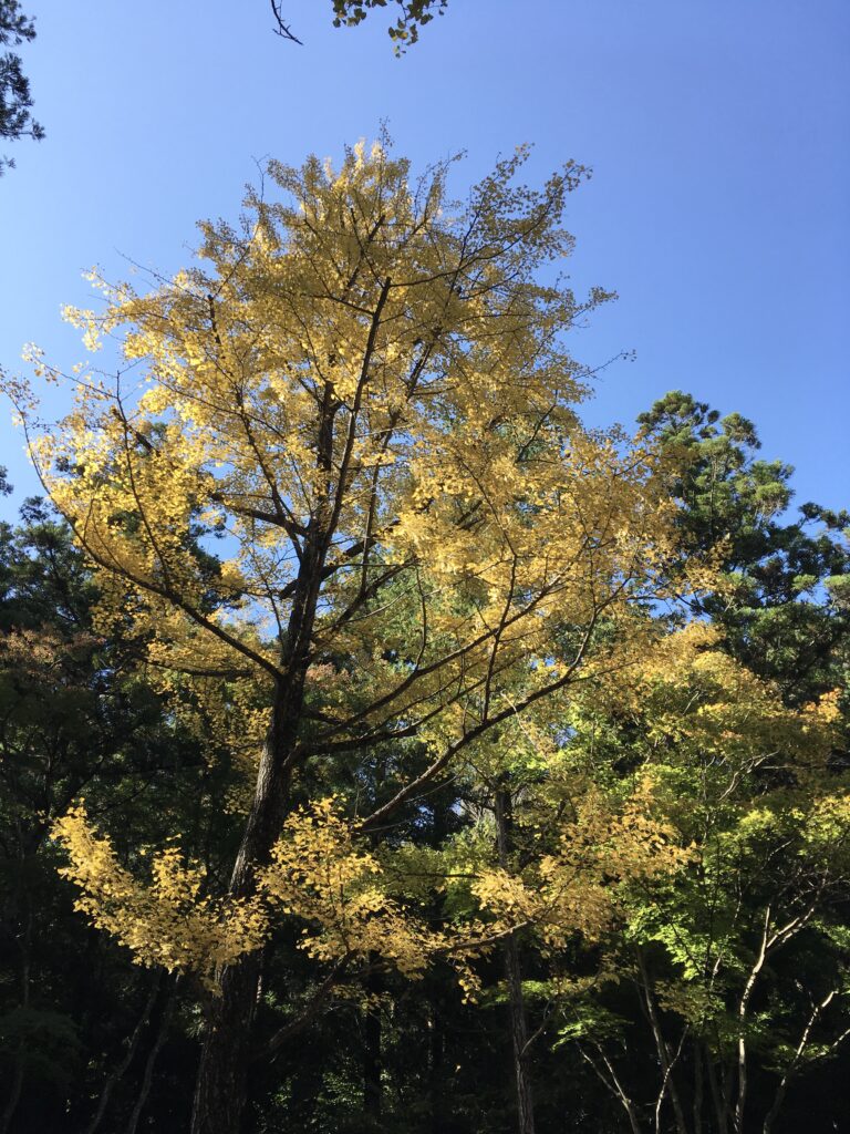 寶登山神社