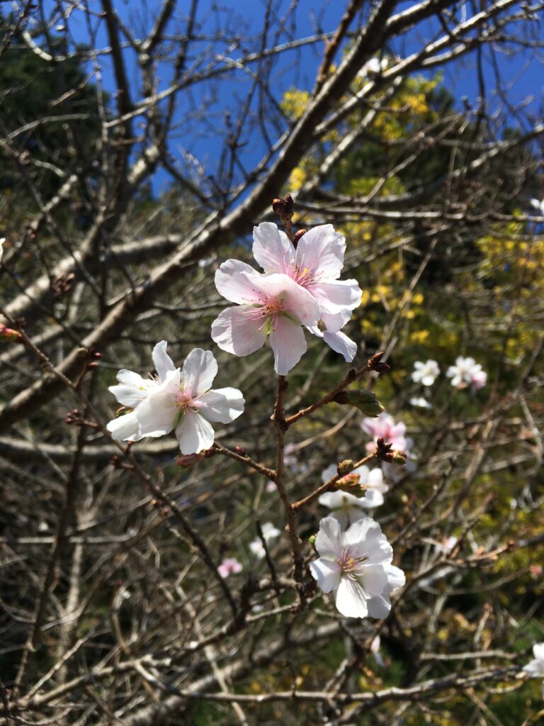 寶登山神社