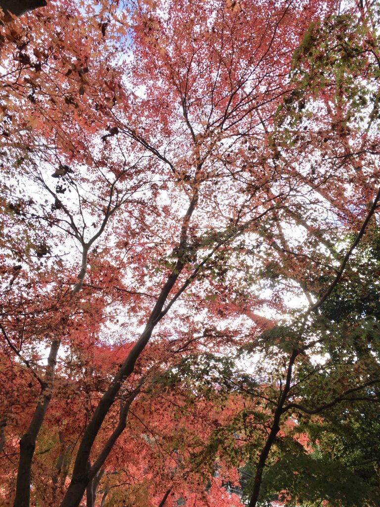 高尾山 紅葉