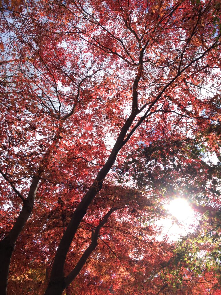 高尾山 紅葉