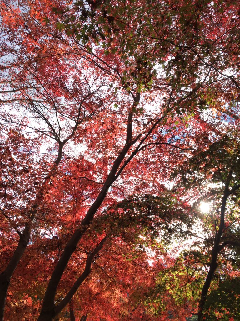 高尾山 紅葉