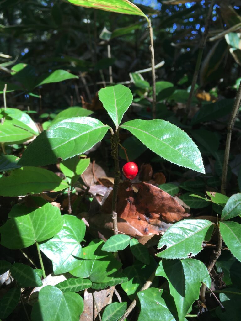 高尾山 ヤブコウジ