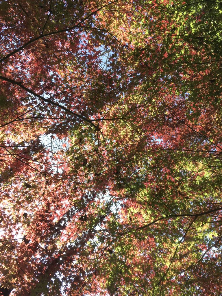 高尾山 紅葉