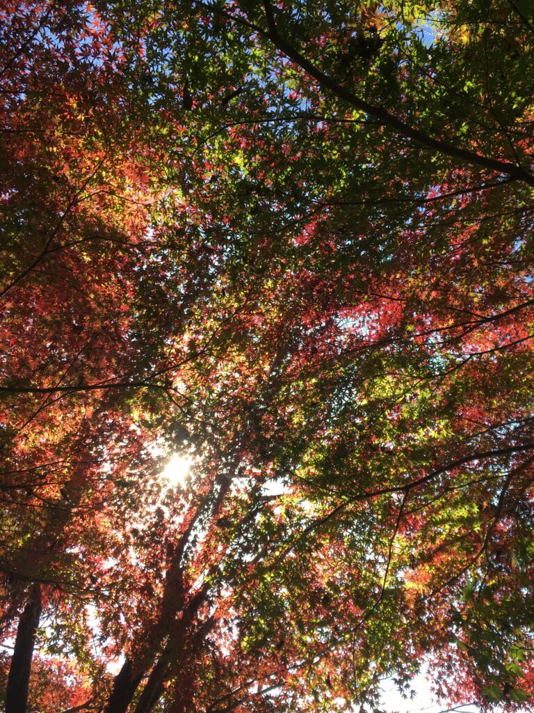高尾山 紅葉