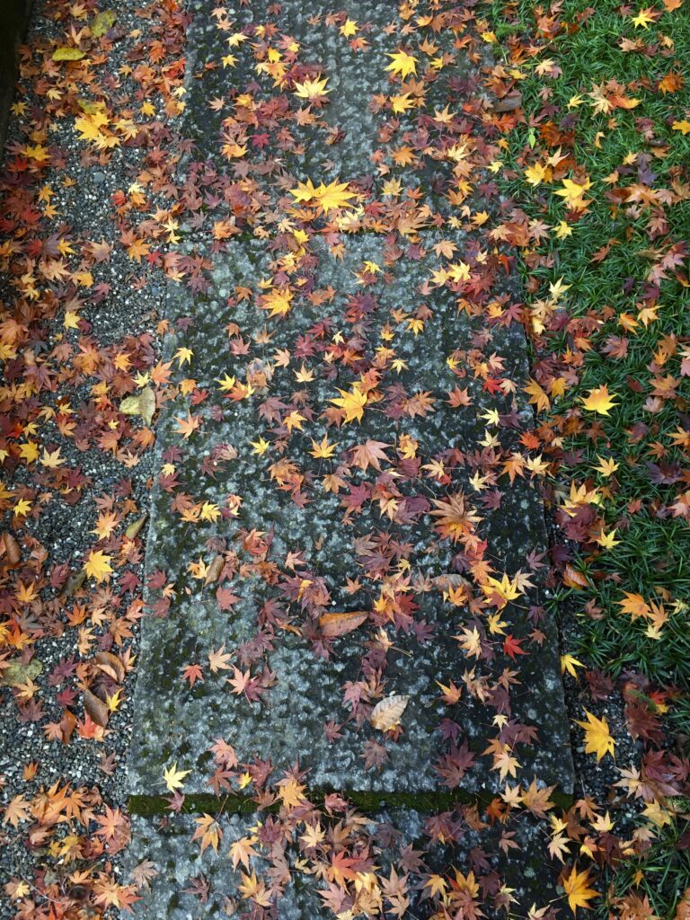 高尾山 紅葉