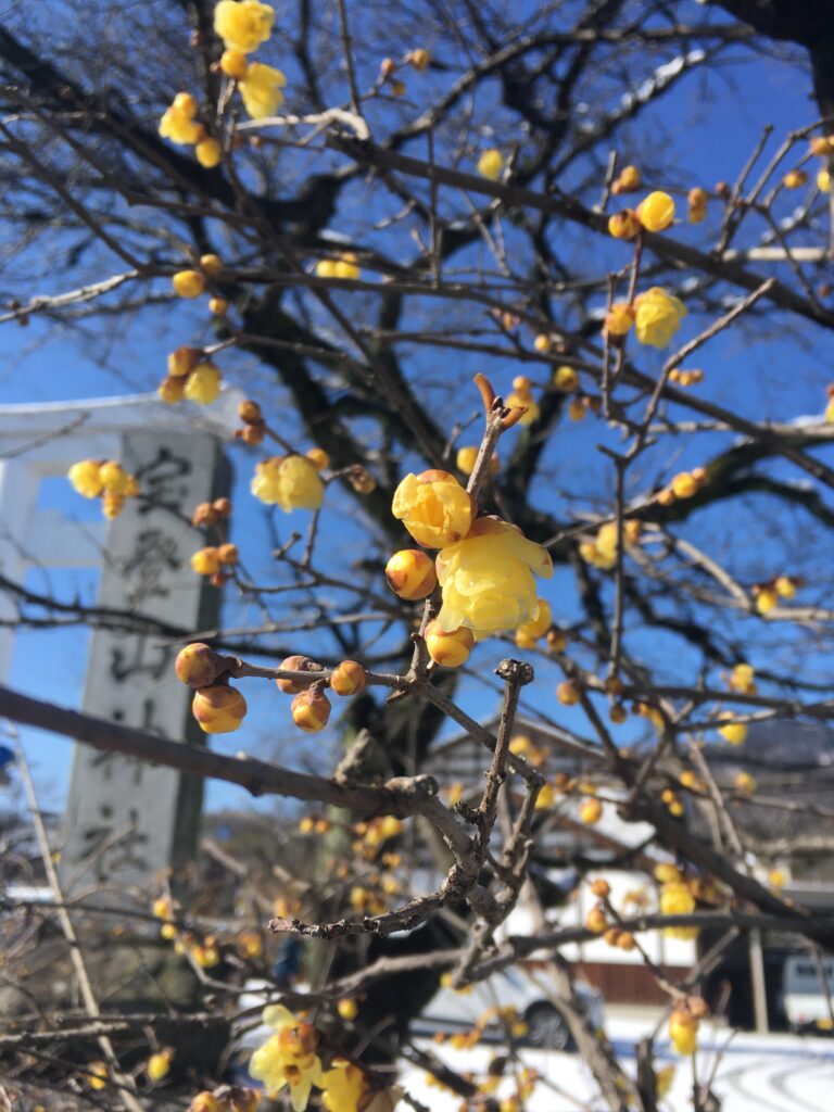 宝登山と蝋梅