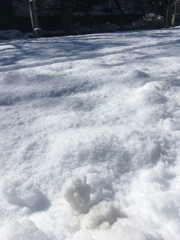 雪の宝登山