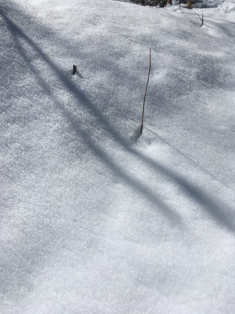 雪の宝登山登山