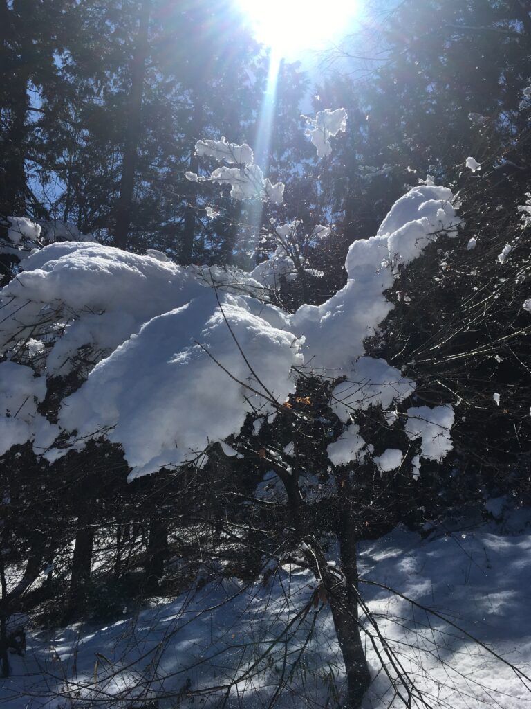 雪の宝登山登山