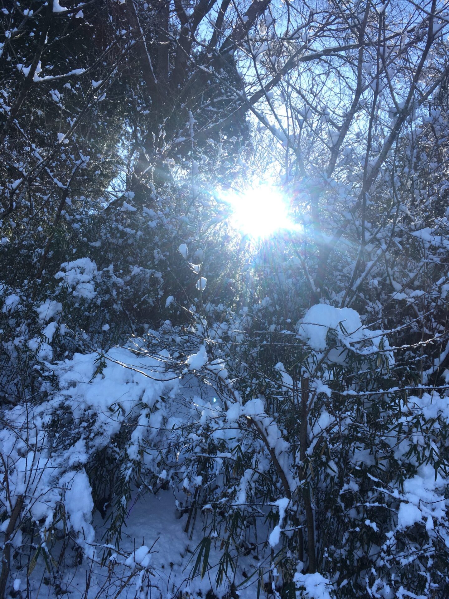 雪の宝登山登山