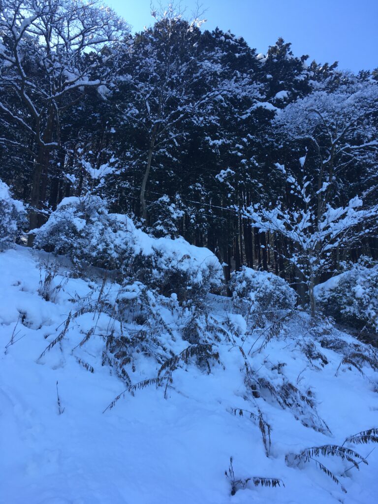 雪の宝登山登山