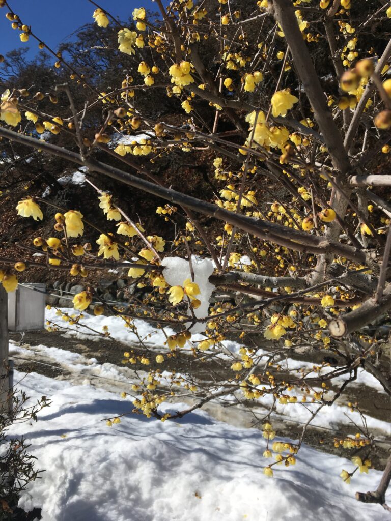 宝登山の蝋梅
