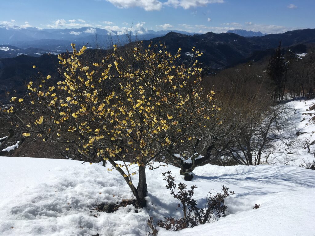 宝登山の蝋梅