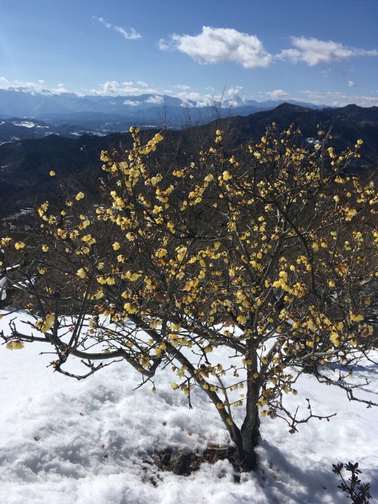 宝登山の蝋梅