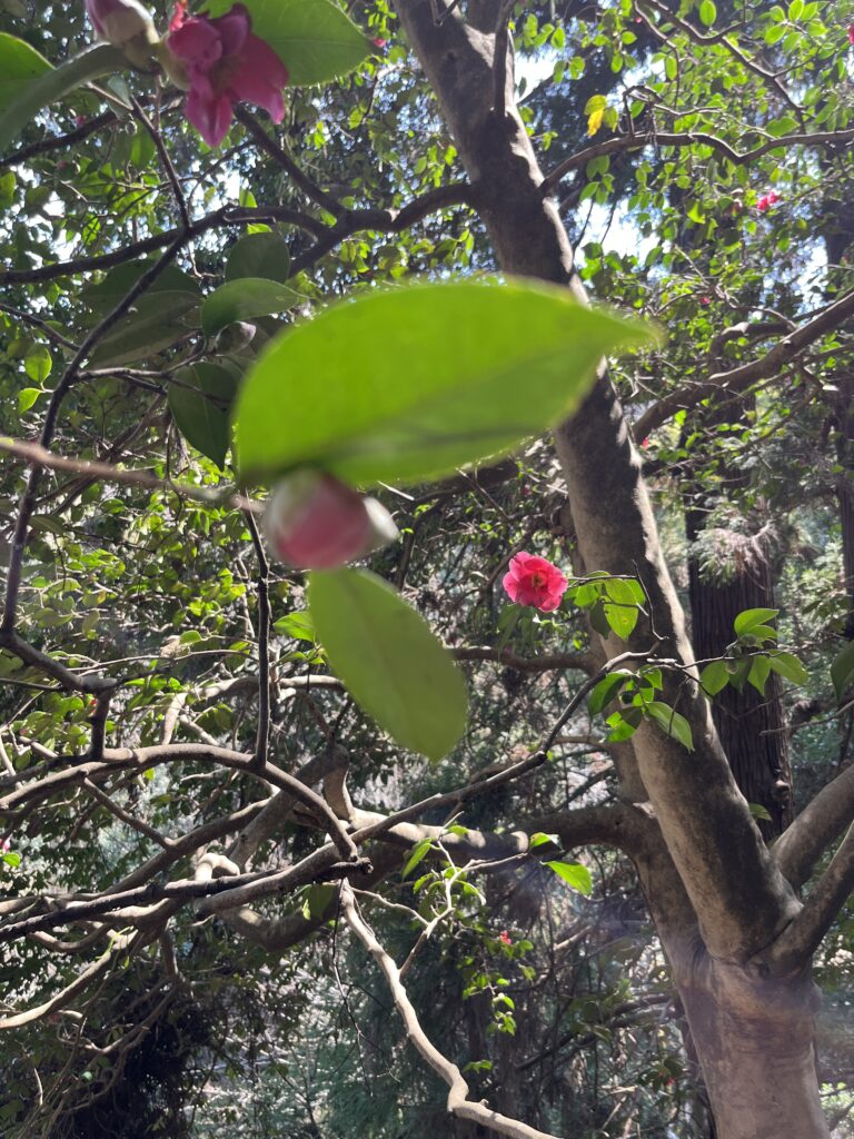 武蔵国二宮 金鑽神社
