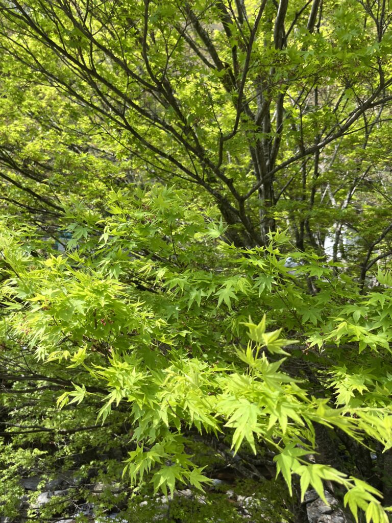 大山阿夫利神社へ