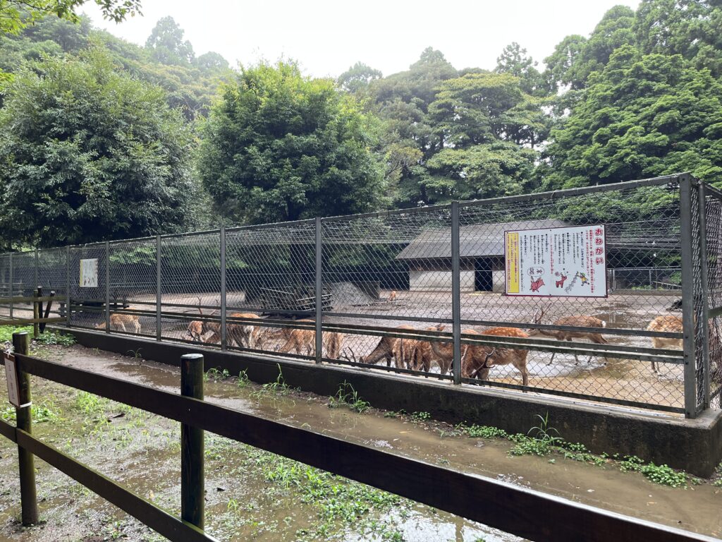 鹿島神宮の神鹿