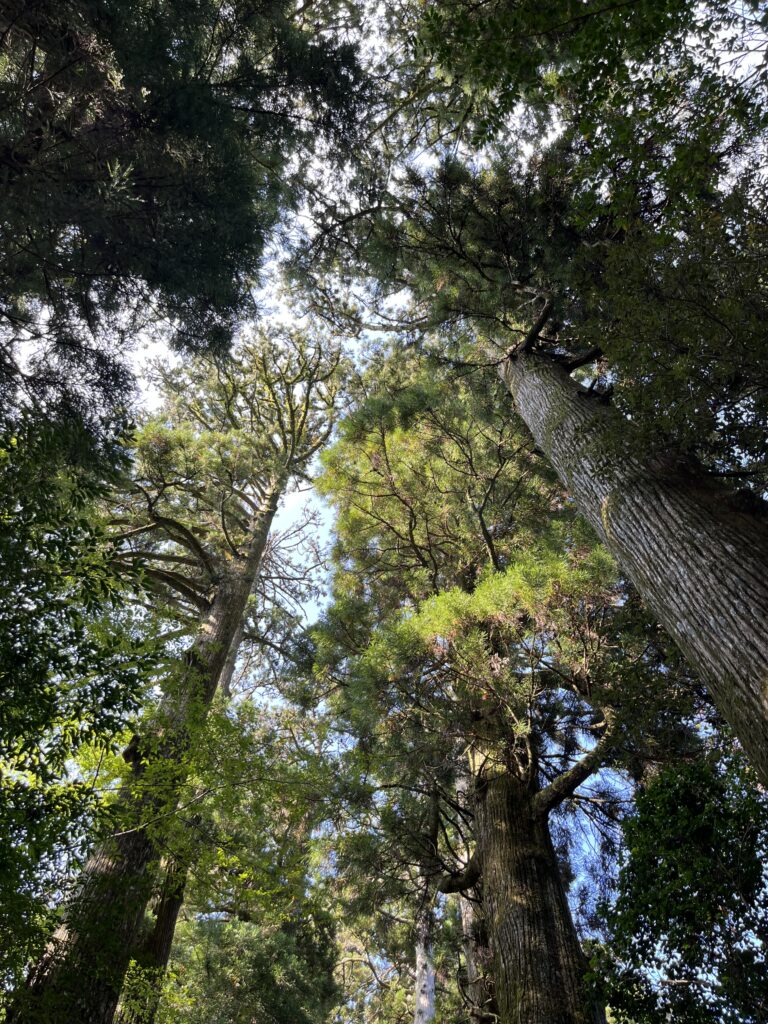 箱根神社