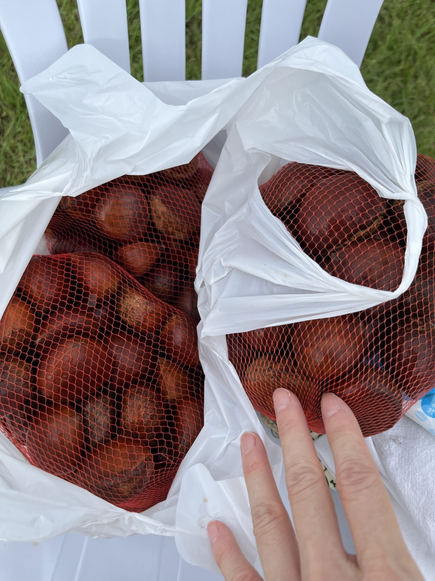 笠間の新栗まつり