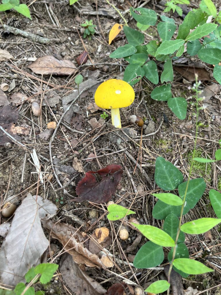 黄色いきのこ