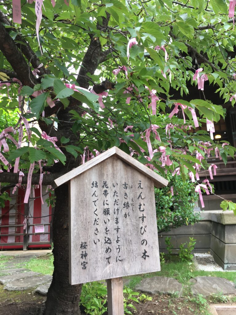 桜神宮のえんむすびの木
