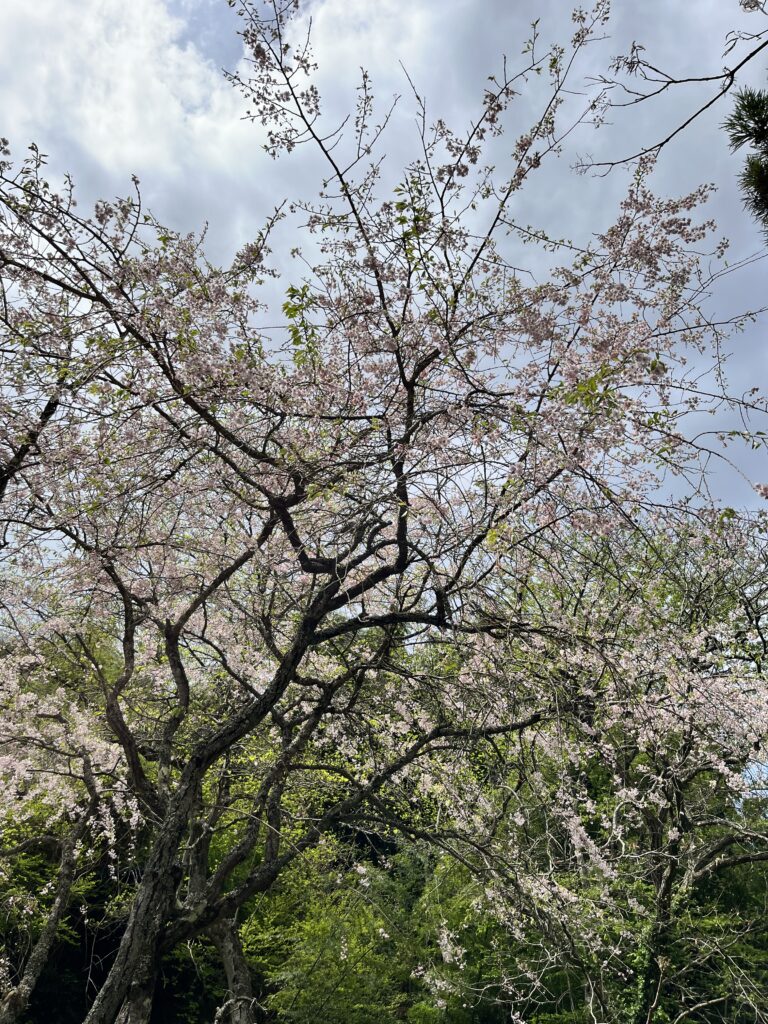 御岩神社境内の桜