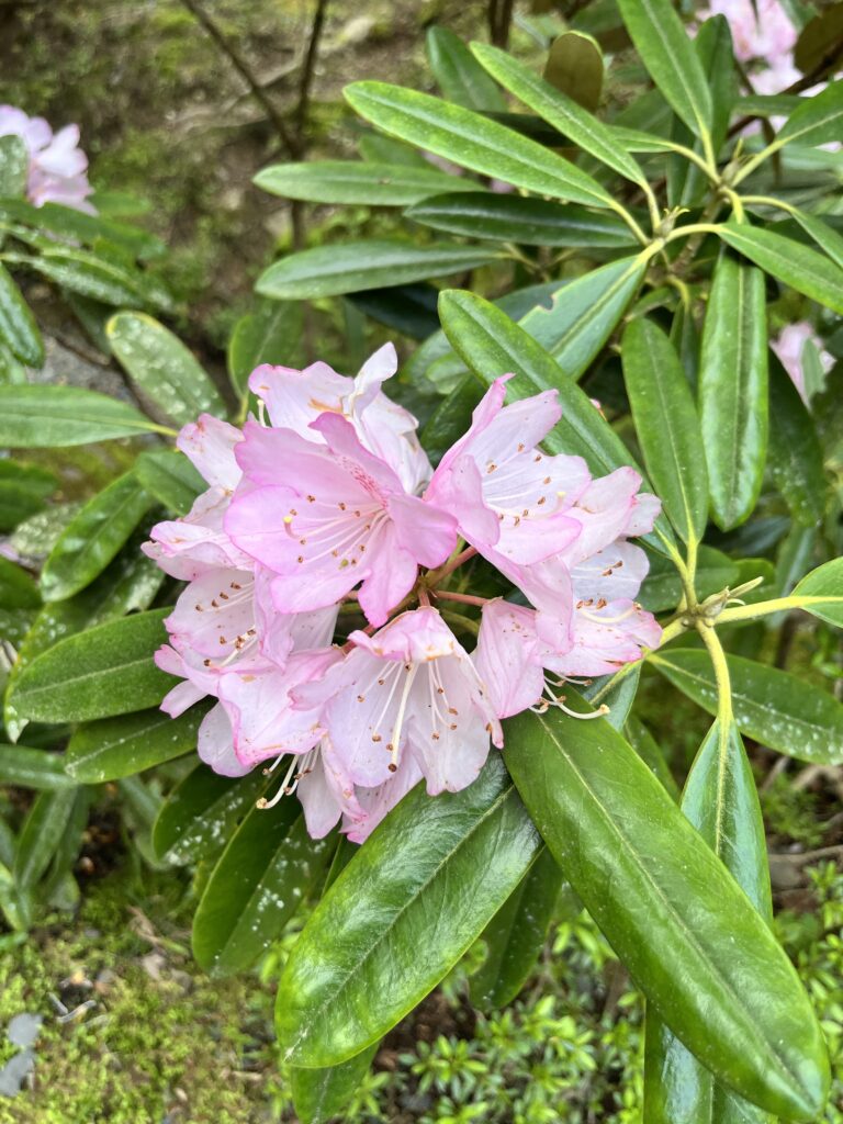御岩神社境内の石楠花