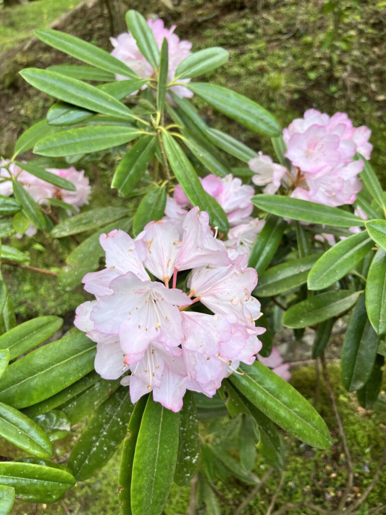 御岩神社境内の石楠花