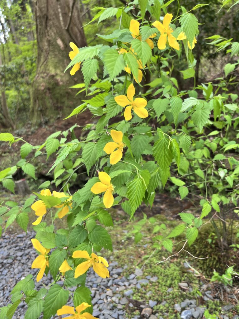 御岩神社境内の山吹