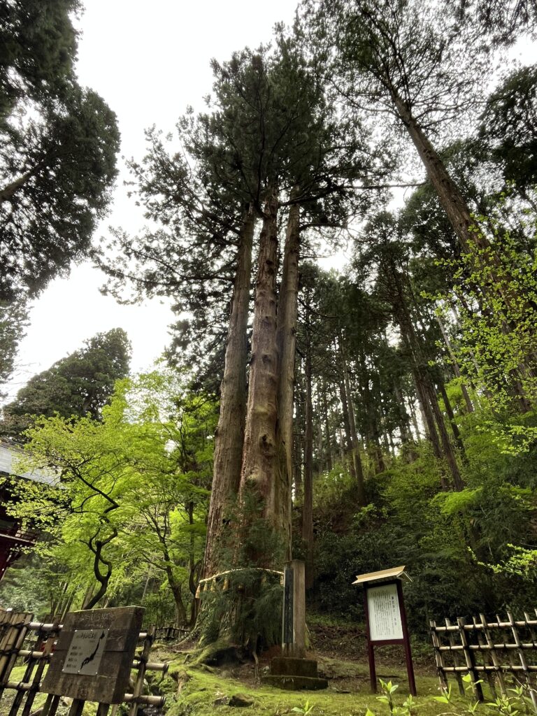御岩神社の三本杉