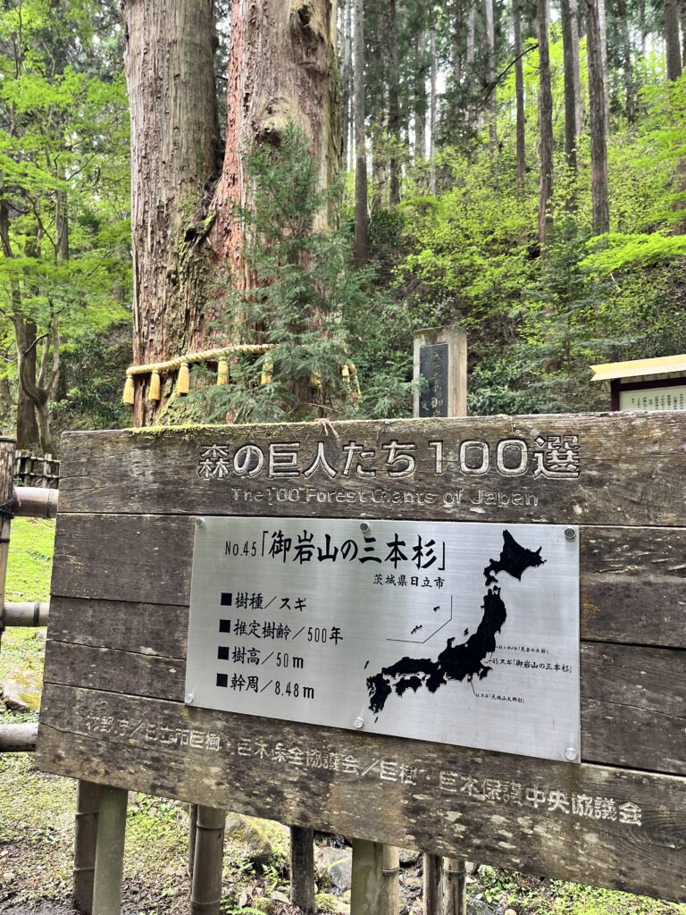御岩神社の三本杉