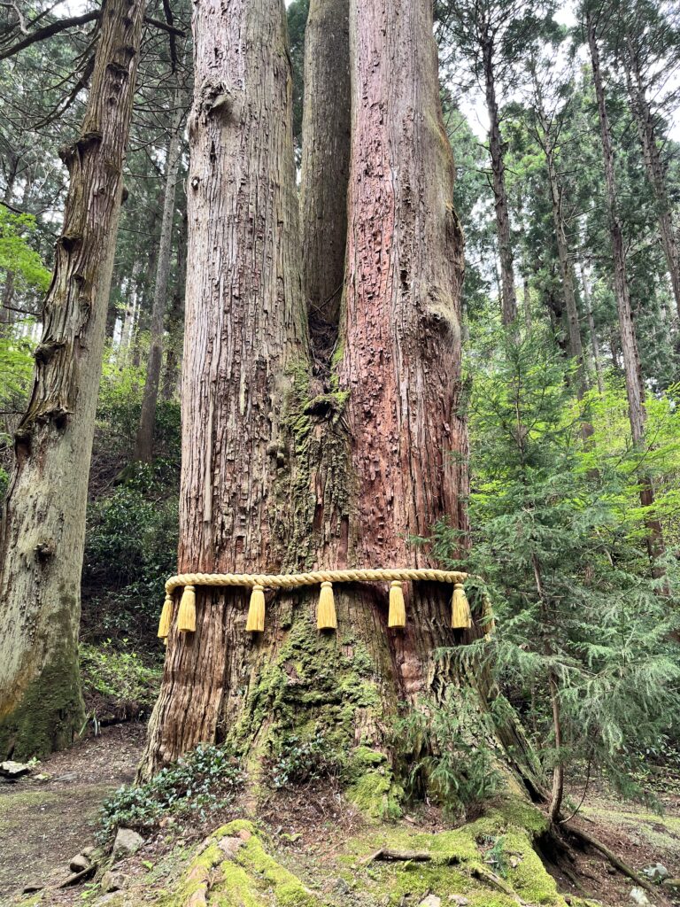 御岩神社の三本杉